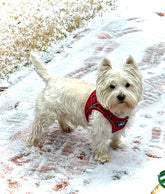 Plush Step In Harness Plaid Red